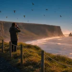 Oiseaux islande : macareux volant près de Dyrhólaey