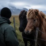 Cheval islandais dans la brume, crinière au vent près d’une clôture